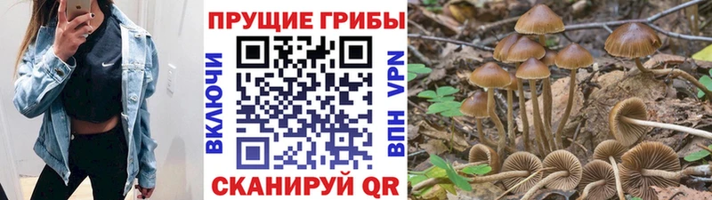 Псилоцибиновые грибы Psilocybe Серпухов